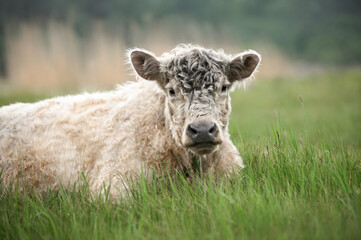 Naklejka na ściany i meble galloway cow resting on a meadow of grass