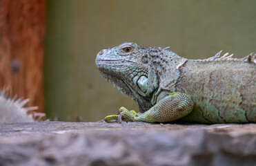 One of Turkey's largest zoos, animals are resting, visitors have a great experience.