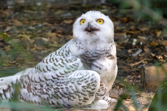 Happy Snowy Owl at the Dortmund Zoo