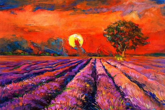 Lavender fields