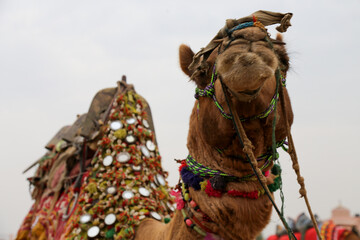 Close-up of a dromedary camel looking the camera with traditional dress