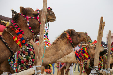Close-up of a dromedary camel looking the camera with traditional dress