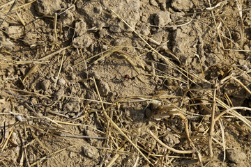 Above view of the arid soil with hay and an Sahara ant