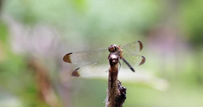Dragonfly hunting for food on a tree branch
