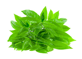 tea leaf isolated on transparent png