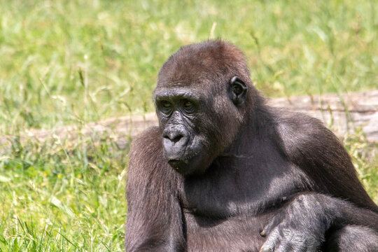 Gros plan d'un jeune gorille assis dans l'herbe
