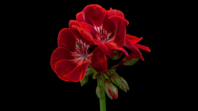 Beautiful red flower blooming on black background. Blooming geranium flower close-up