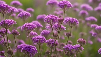 Obraz premium Verbena bonariensis flowers in garden. Pretty Verbena. flowers backrgound.