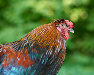 Close up portrait of rooster in garden with bokeh background
