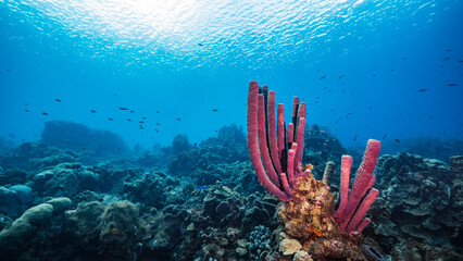 The magnificent coral reef of the Caribbean Sea