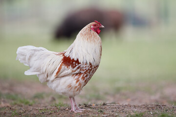 Young white rooster isolated free in garden