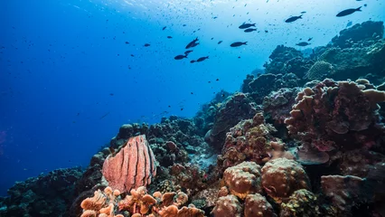 Kissenbezug The magnificent coral reef of the Caribbean Sea © NaturePicsFilms