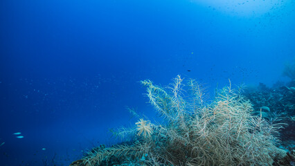 Fototapeta na wymiar The magnificent coral reef of the Caribbean Sea
