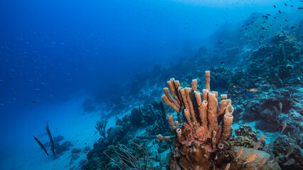 The magnificent coral reef of the Caribbean Sea
