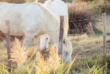 The Camargue horse grazing in the Camargue area in southern France, it is considered one of the...