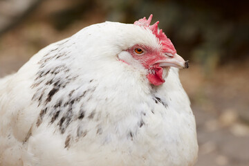 Close up portrait of white chicken free in garden