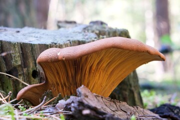 Close up of mushroom Tapinella atrotomentosa, commonly known as the velvet roll-rim or velvet-footed pax in forest - obrazy, fototapety, plakaty