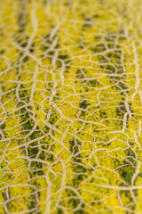 yellow-green peel of ripe fresh melon close-up
