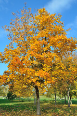  Beautiful park in autumn
