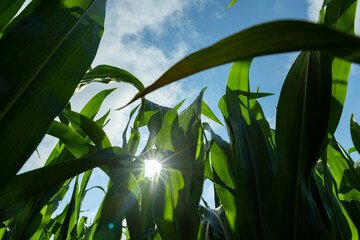 a field with green tall corn and corn cobs