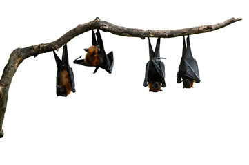 Bats hanging upside down isolated on white background - 648827755