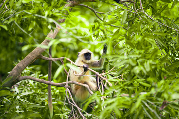 A monkey is sitting on a tree