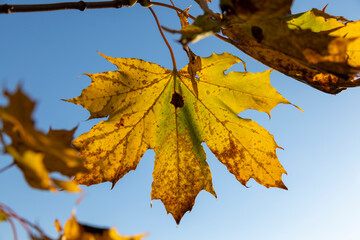 Maple foliage that has changed color in autumn