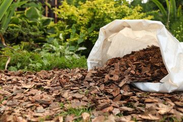 Soil mulched with bark chips in garden