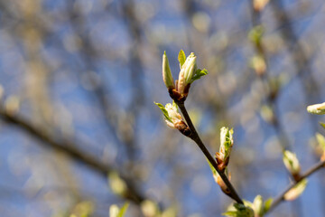 the branches of the bird cherry tree in the spring season