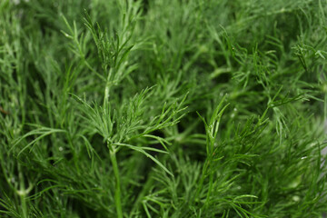 Fresh green dill with water drops as background, closeup