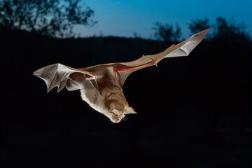 Greater Horseshoe bats flying night halloween