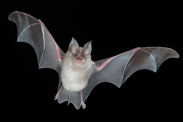 Greater Horseshoe bats flying night halloween