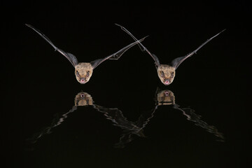 Pipistrelle bats drinking reflection night