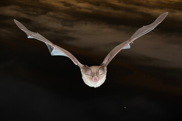 Greater Horseshoe bats flying night halloween