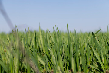 Obraz premium a new wheat crop in the spring season, new sprouts