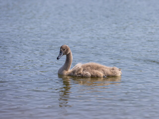the younger generation swans in the summer season