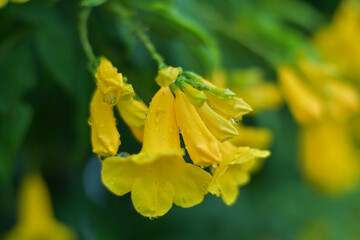 Close up of blurred water drops On the yellow flowers after the rain