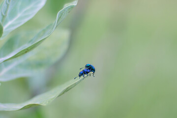 Blue ladybugs breed on branches. Green nature blurred background
