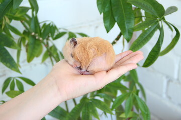 Syrian hamster sleeping on a female hand on the background of domestic plants
