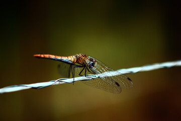 Heidelibelle (Sympetrum striolatum)