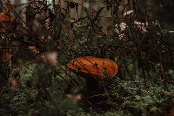 orange mushroom in the forest