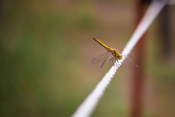 Heidelibelle (Sympetrum striolatum)