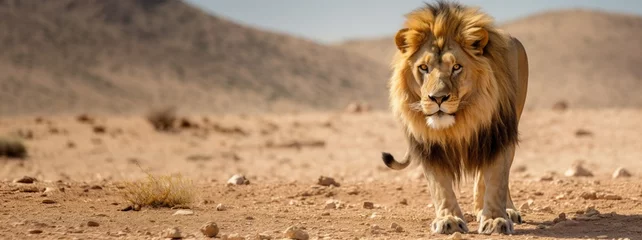 Gordijnen Barbary lion, North African, Atlas and Egyptian lion extinct population. Barbary lion big cat largest lion sub-species. © irissca