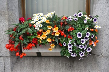 Beautiful flower bouquet blooming in an outdoor window sill planter box