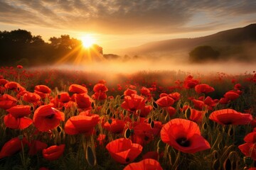Red poppies field in morning mist.