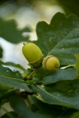 acorn on oak