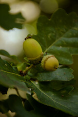 acorns on oak