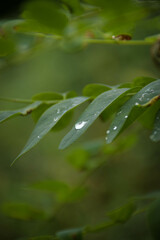 Fototapeta na wymiar rain drops on leaf