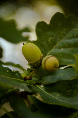 acorns on oak
