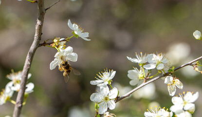 Bee on a flower of the white cherry blossoms. White flowers bloom in the trees. Spring landscape with blooming sakura tree. Beautiful blooming garden on a sunny day. Copy space for text.